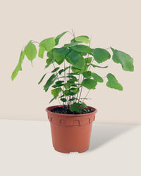 Adiantum Peruvianum - grow pot - Potted plant - Tumbleweed Plants - Online Plant Delivery Singapore