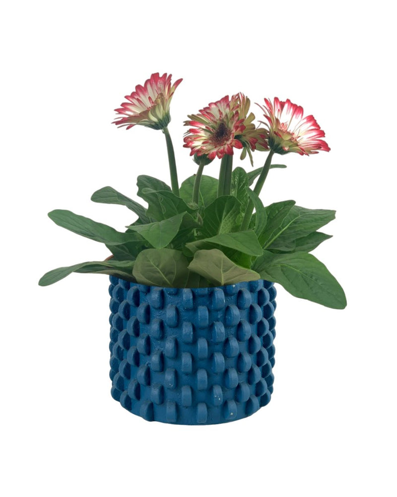 African Daisy - carter planter - large - Potted plant - Tumbleweed Plants - Online Plant Delivery Singapore