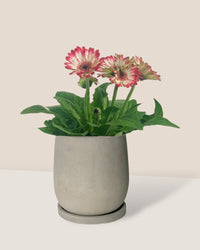 African Daisy - dusty grey cement planter - 16cm - Potted plant - Tumbleweed Plants - Online Plant Delivery Singapore