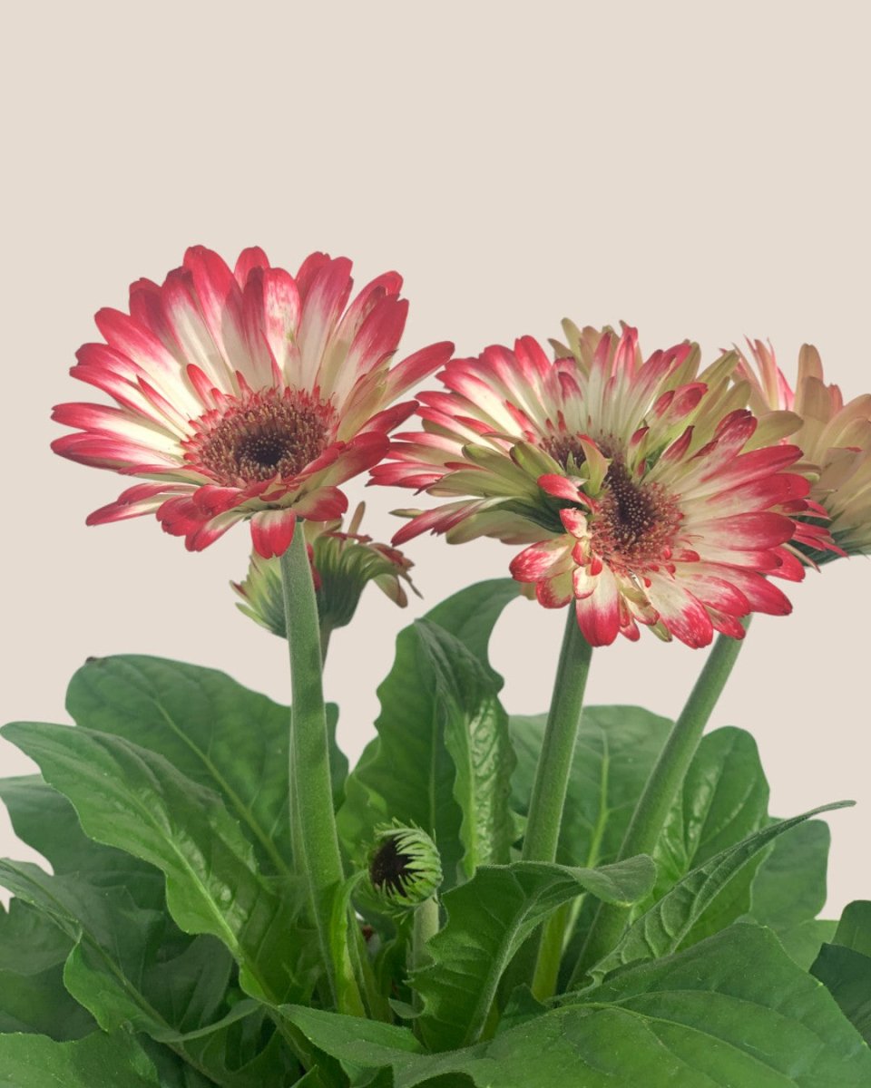 African Daisy - grow pot - Potted plant - Tumbleweed Plants - Online Plant Delivery Singapore