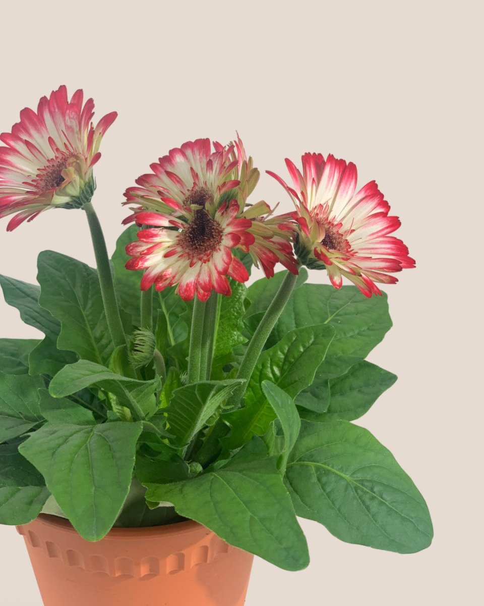 African Daisy - grow pot - Potted plant - Tumbleweed Plants - Online Plant Delivery Singapore