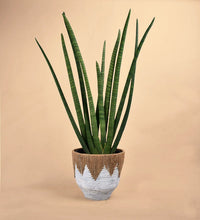 African Spear Plant in Viti Planter - viti planter - Gifting plant - Tumbleweed Plants - Online Plant Delivery Singapore
