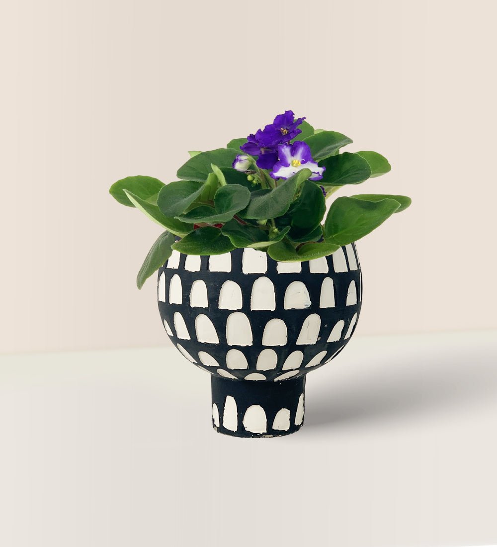 African Violet - allure planter - Potted plant - Tumbleweed Plants - Online Plant Delivery Singapore