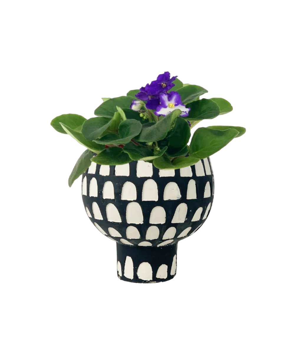African Violet - allure planter - Potted plant - Tumbleweed Plants - Online Plant Delivery Singapore