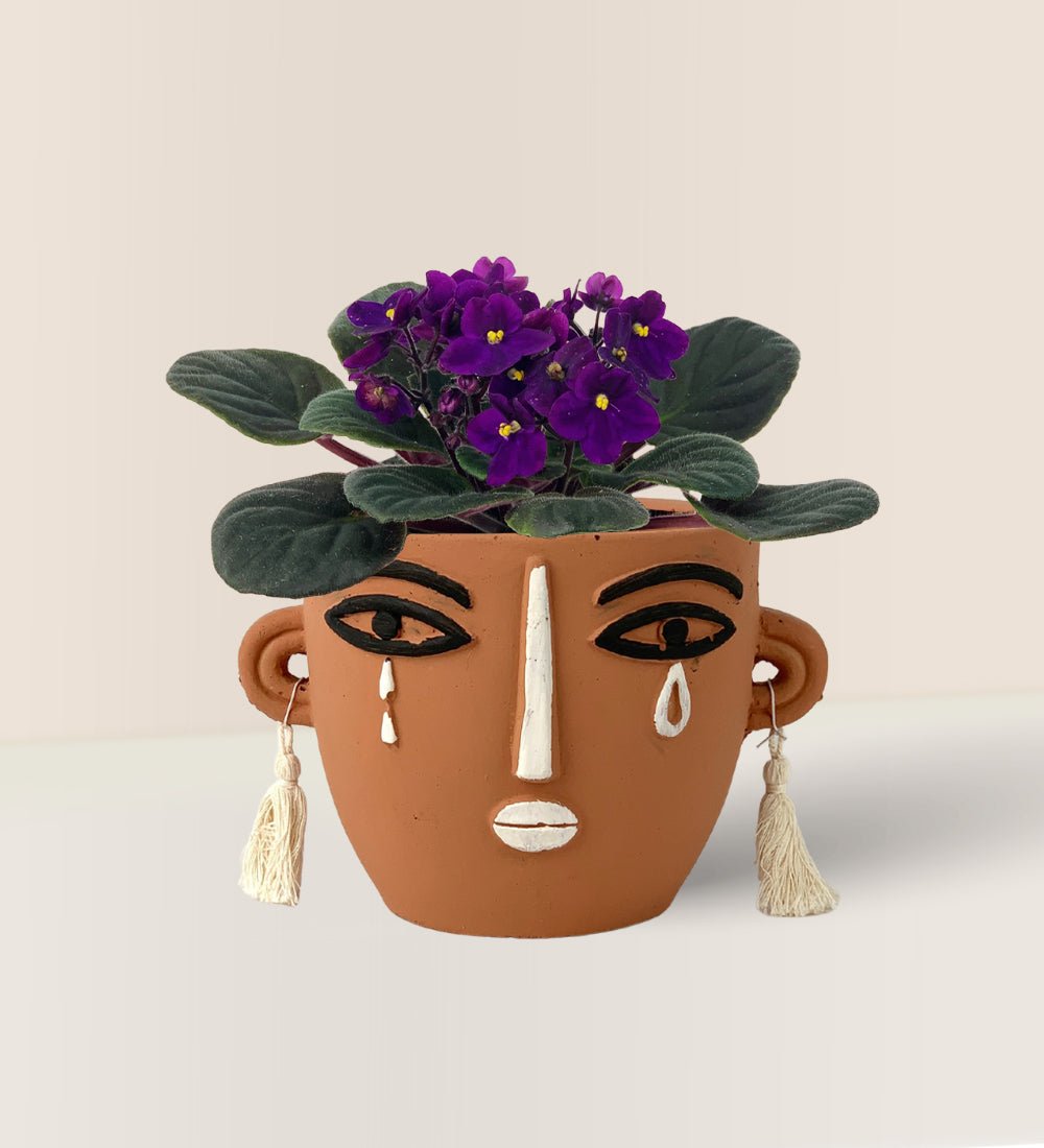 African Violet - brown short polly planter - Potted plant - Tumbleweed Plants - Online Plant Delivery Singapore