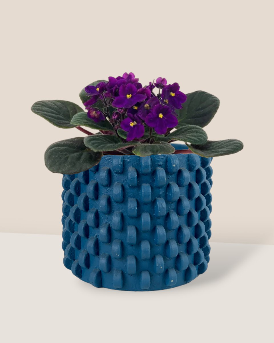 African Violet - carter planters - small - Potted plant - Tumbleweed Plants - Online Plant Delivery Singapore