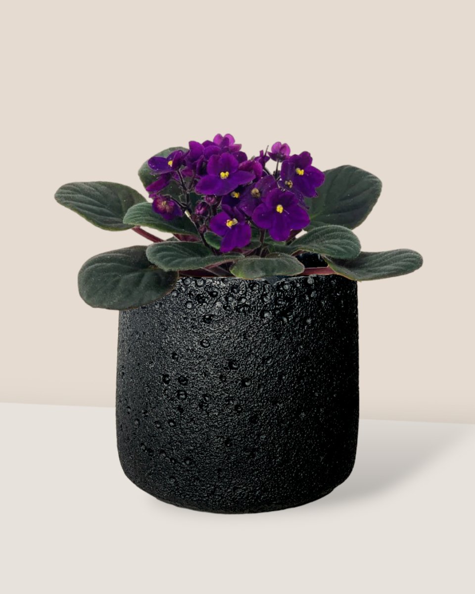 African Violet - coarse cylinder planter - black - Potted plant - Tumbleweed Plants - Online Plant Delivery Singapore