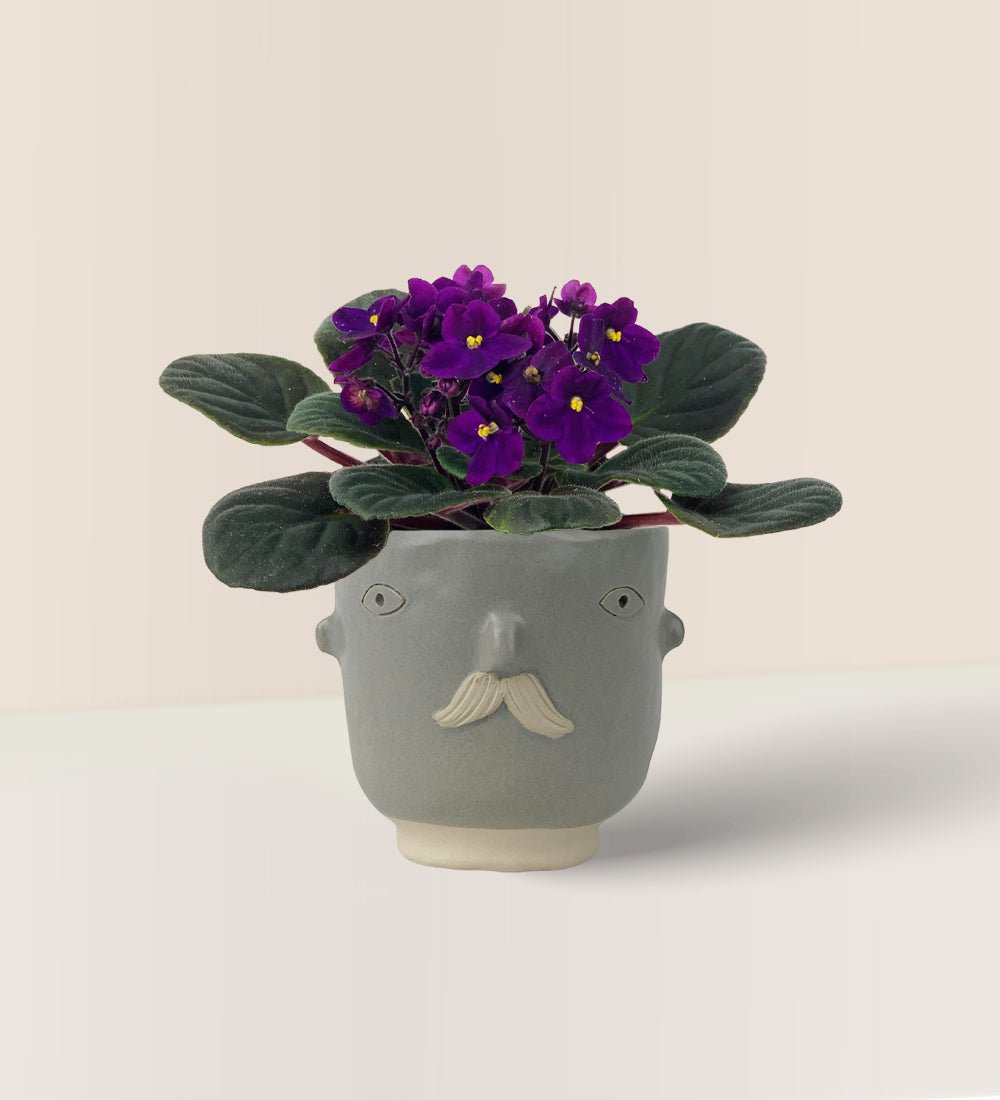 African Violet - misfit grey moustache man - Potted plant - Tumbleweed Plants - Online Plant Delivery Singapore