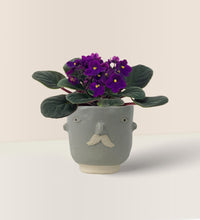 African Violet - misfit grey moustache man - Potted plant - Tumbleweed Plants - Online Plant Delivery Singapore