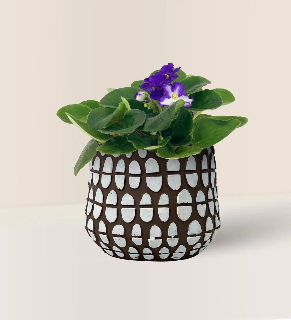 African Violet - spotti brow planter - Potted plant - Tumbleweed Plants - Online Plant Delivery Singapore
