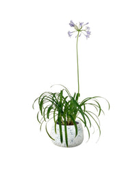 Agapanthus Blue Lily - ink splash bowl planter - Potted plant - Tumbleweed Plants - Online Plant Delivery Singapore