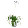 Agapanthus Blue Lily