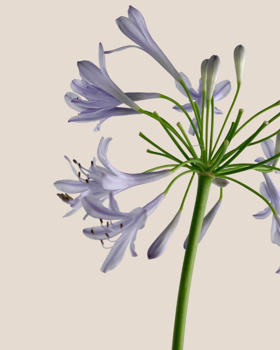 Agapanthus Blue Lily - - Tumbleweed Plants - Online Plant Delivery Singapore
