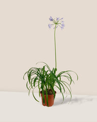 Agapanthus Blue Lily - - Tumbleweed Plants - Online Plant Delivery Singapore