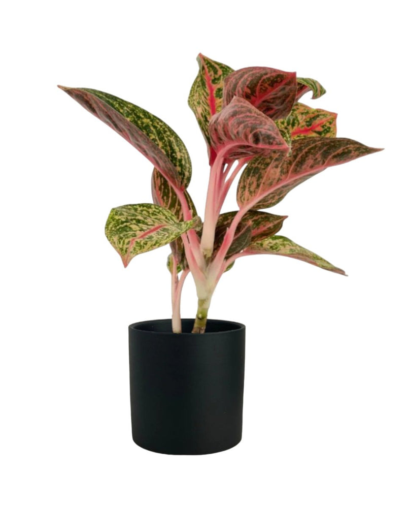 Aglaonema Pride of Sumatra - grow pot - Potted plant - Tumbleweed Plants - Online Plant Delivery Singapore