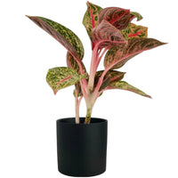 Aglaonema Pride of Sumatra