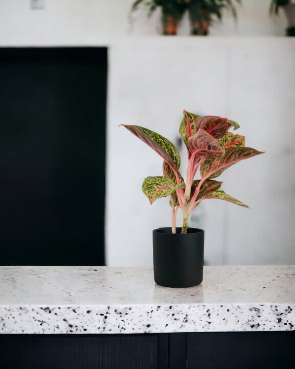 Aglaonema Pride of Sumatra - grow pot - Potted plant - Tumbleweed Plants - Online Plant Delivery Singapore