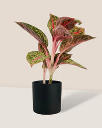 Aglaonema Pride of Sumatra - grow pot - Potted plant - Tumbleweed Plants - Online Plant Delivery Singapore