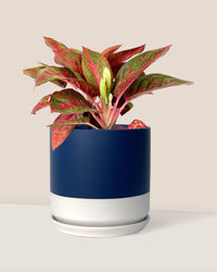 Aglaonema Red Stardust - blue white two tone pot - Just plant - Tumbleweed Plants - Online Plant Delivery Singapore
