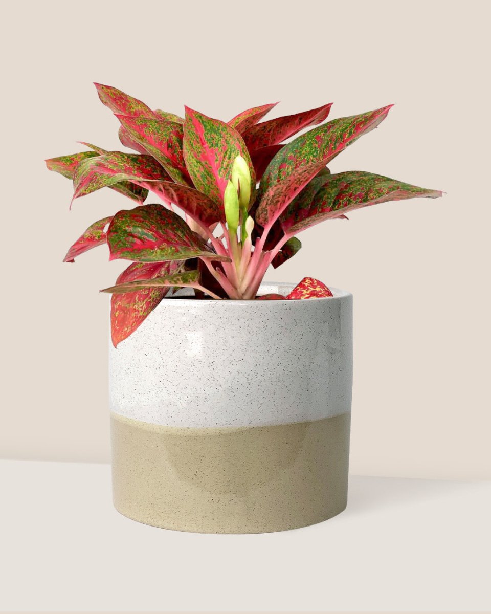Aglaonema Red Stardust - cream two tone planter - Just plant - Tumbleweed Plants - Online Plant Delivery Singapore