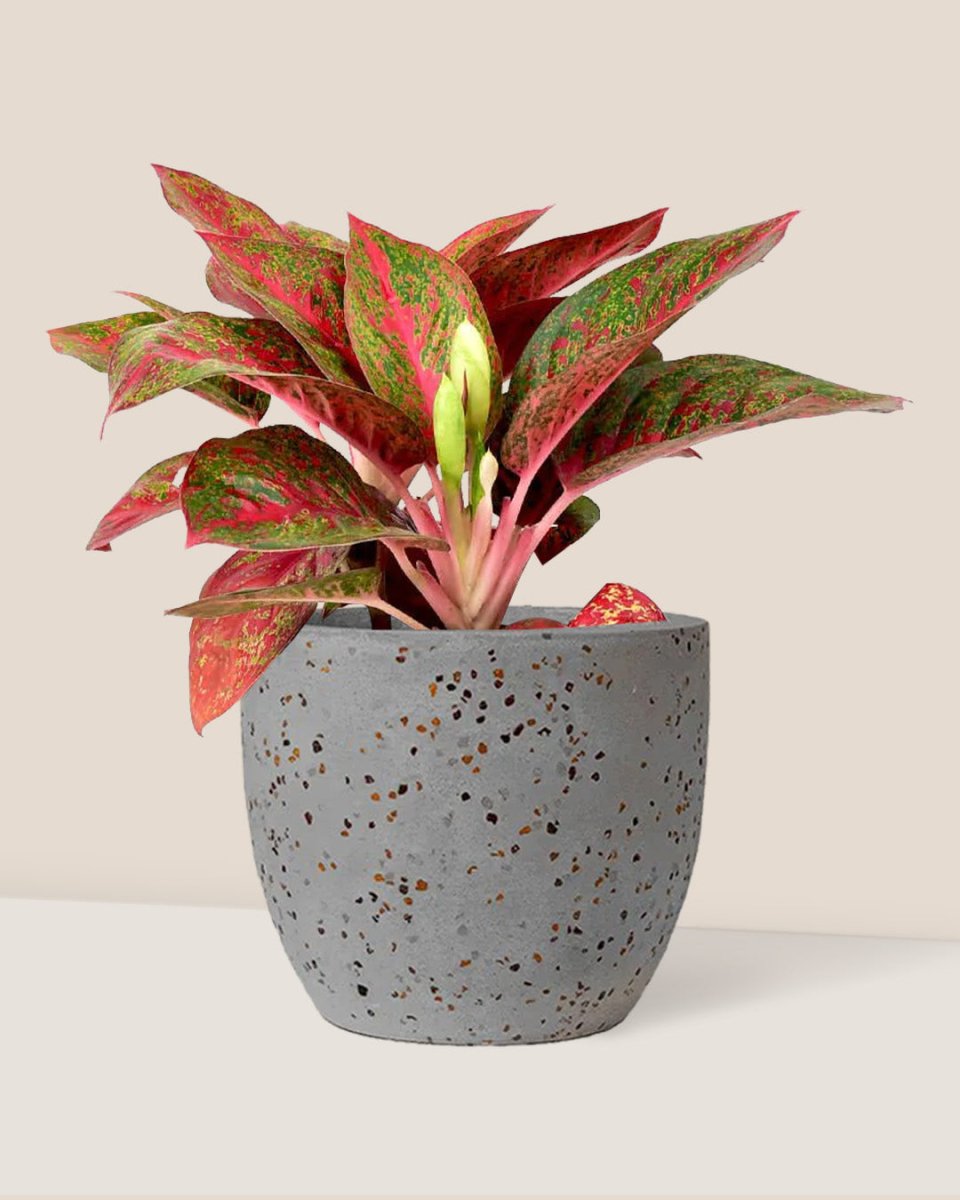Aglaonema Red Stardust - egg pot - small/grey - Just plant - Tumbleweed Plants - Online Plant Delivery Singapore