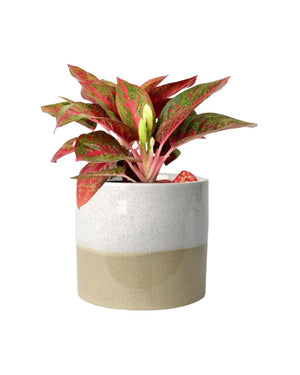 Aglaonema Red Stardust - egg pot - small/grey - Just plant - Tumbleweed Plants - Online Plant Delivery Singapore