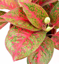 Aglaonema Red Stardust - grow pot - Just plant - Tumbleweed Plants - Online Plant Delivery Singapore
