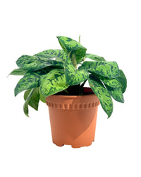 Aglaonema Trico Camo - Grow Pot - Potted plant - Tumbleweed Plants - Online Plant Delivery Singapore