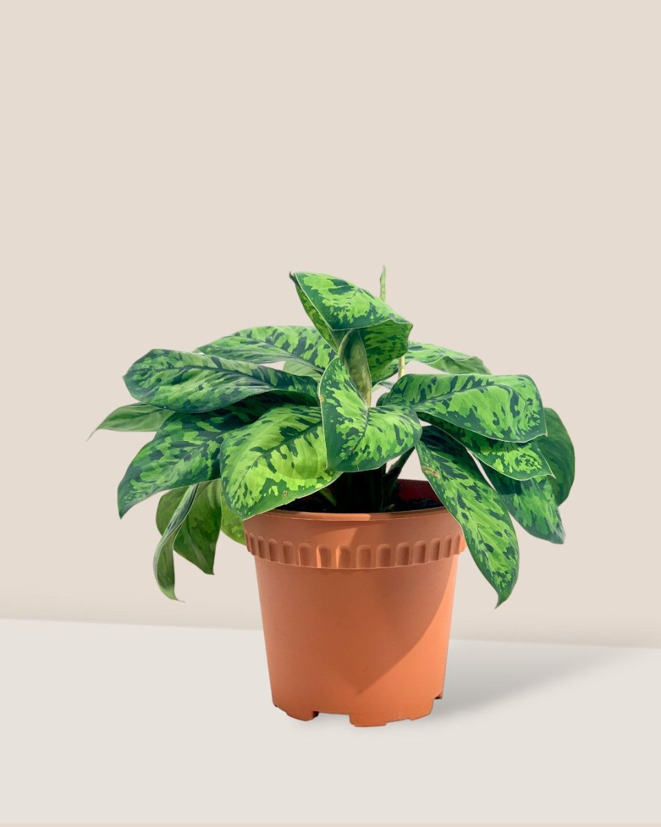Aglaonema Trico Camo - Grow Pot - Potted plant - Tumbleweed Plants - Online Plant Delivery Singapore