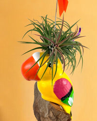 Air Plant - Tillandsia (Hanging) - Gifting plant - Tumbleweed Plants - Online Plant Delivery Singapore