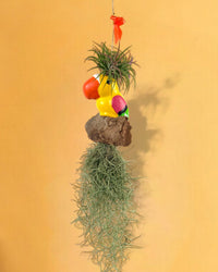 Air Plant - Tillandsia (Hanging) - Gifting plant - Tumbleweed Plants - Online Plant Delivery Singapore