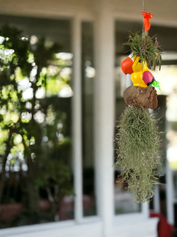 Air Plant - Tillandsia (Hanging) - Gifting plant - Tumbleweed Plants - Online Plant Delivery Singapore