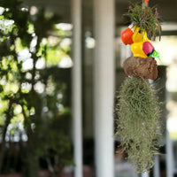 Air Plant - Tillandsia Bird (Hanging)