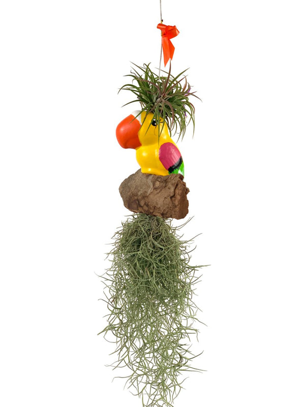 Air Plant - Tillandsia (Hanging) - Gifting plant - Tumbleweed Plants - Online Plant Delivery Singapore