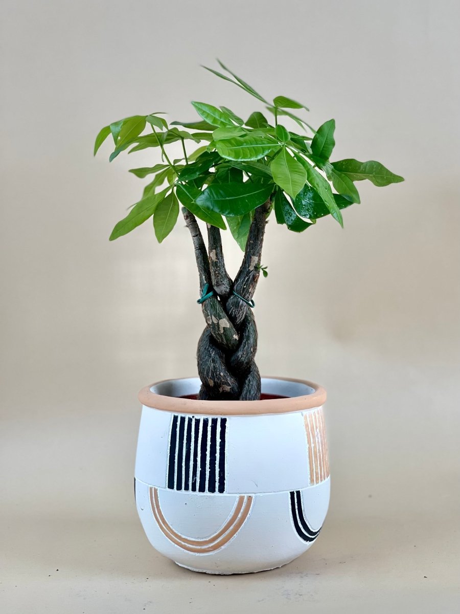 Alive Planter - white - Planter - Tumbleweed Plants - Online Plant Delivery Singapore