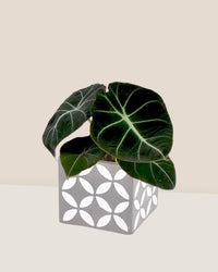 Alocasia Black Velvet - cement cube - Just plant - Tumbleweed Plants - Online Plant Delivery Singapore