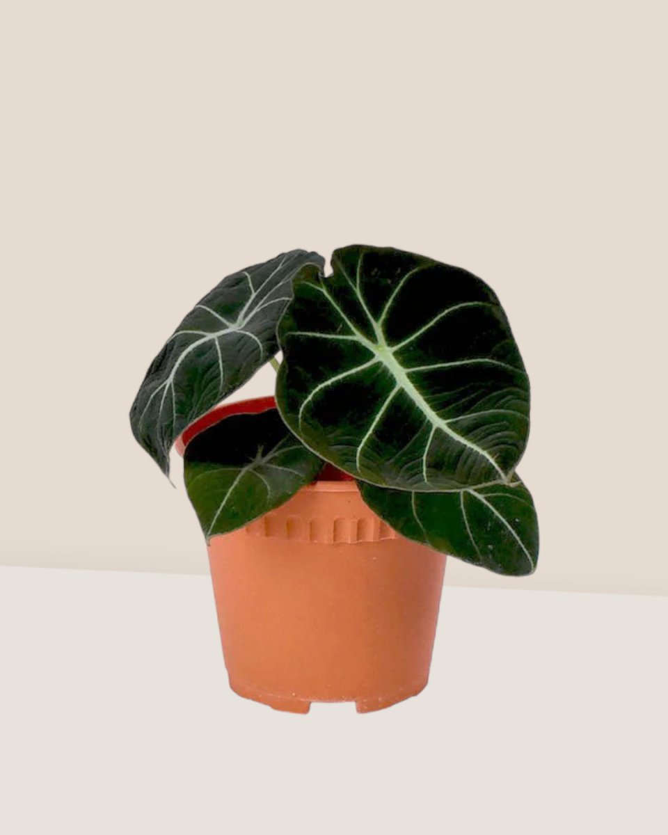 Alocasia Black Velvet - grow pot - Just plant - Tumbleweed Plants - Online Plant Delivery Singapore