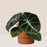 Alocasia Black Velvet - Medium