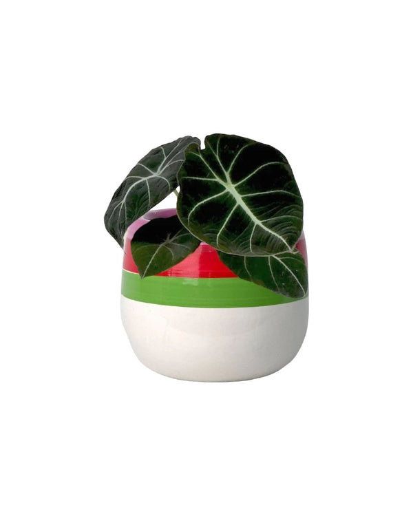 Alocasia Black Velvet - poppy planter - ariel - Just plant - Tumbleweed Plants - Online Plant Delivery Singapore