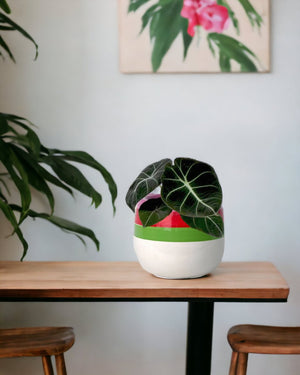 Alocasia Black Velvet - poppy planter - ariel - Just plant - Tumbleweed Plants - Online Plant Delivery Singapore