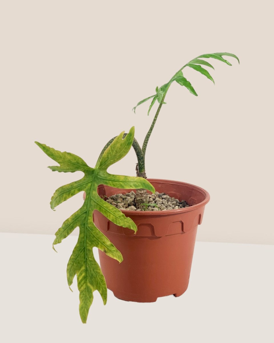 Alocasia Brancifolia - grow pot - Potted plant - Tumbleweed Plants - Online Plant Delivery Singapore