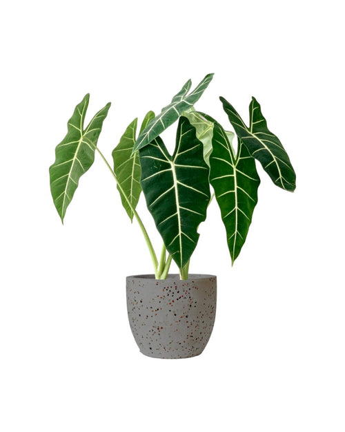 Alocasia Frydek (Green Velvet-0.7m) - egg pot - small/grey - Potted plant - Tumbleweed Plants - Online Plant Delivery Singapore