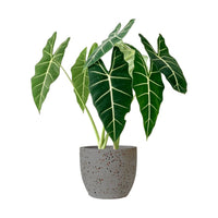 Alocasia Green Velvet (0.7m)