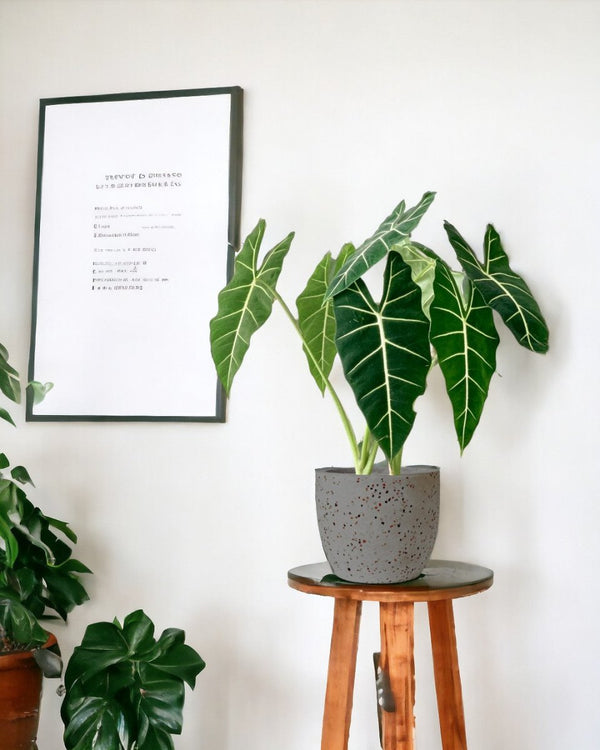 Alocasia Frydek (Green Velvet-0.7m) - egg pot - small/grey - Potted plant - Tumbleweed Plants - Online Plant Delivery Singapore