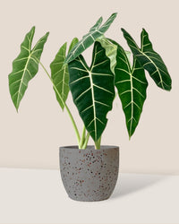 Alocasia Frydek (Green Velvet-0.7m) - egg pot - small/grey - Potted plant - Tumbleweed Plants - Online Plant Delivery Singapore
