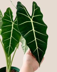Alocasia Frydek (Green Velvet-0.7m) - grow pot - Potted plant - Tumbleweed Plants - Online Plant Delivery Singapore