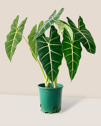 Alocasia Frydek (Green Velvet-0.7m) - grow pot - Potted plant - Tumbleweed Plants - Online Plant Delivery Singapore