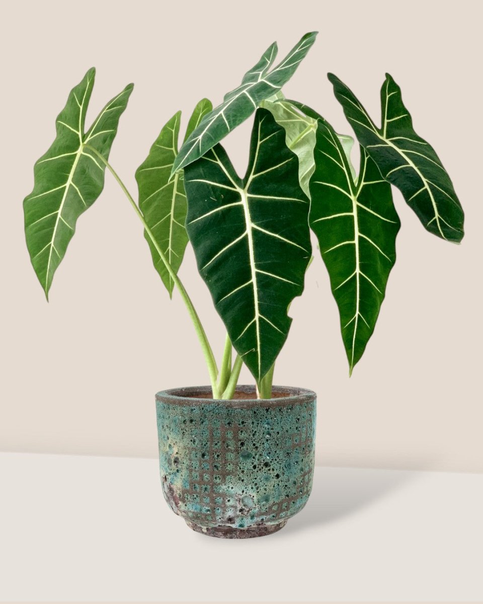 Alocasia Frydek (Green Velvet-0.7m) - xi'an planter - Potted plant - Tumbleweed Plants - Online Plant Delivery Singapore