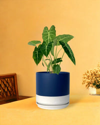 Alocasia Green Velvet - blue white two tone pot - Gifting plant - Tumbleweed Plants - Online Plant Delivery Singapore