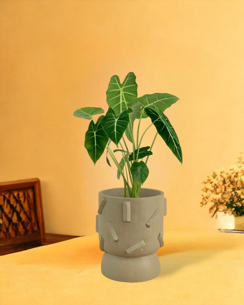 Alocasia Green Velvet - dash planter - sage - Gifting plant - Tumbleweed Plants - Online Plant Delivery Singapore